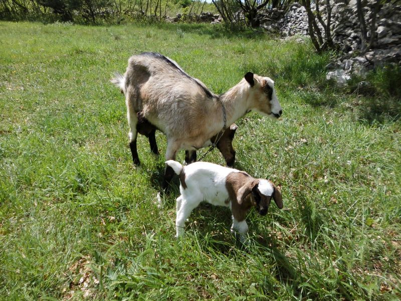 Istrien> junge Ziegen im Frühling