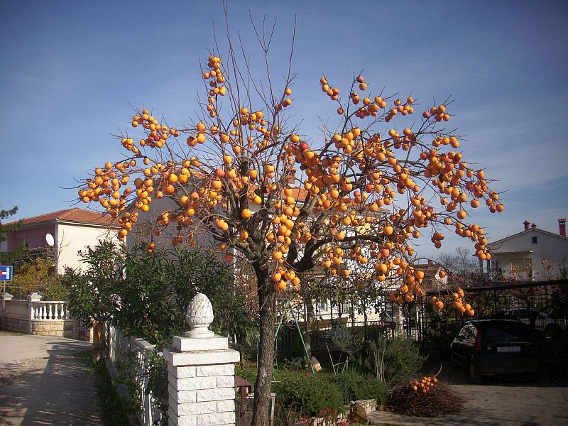 Istrien> süße Früchte in Herbst