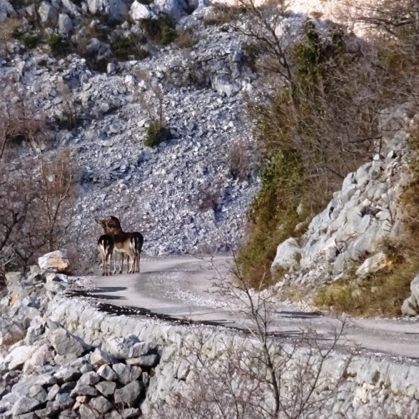 Kvarner: STARIGRAD > Hirsche im Winter