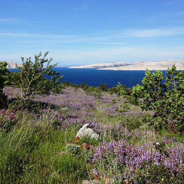 Kvarner: SENJ > Salbeiblüte im Frühjahr