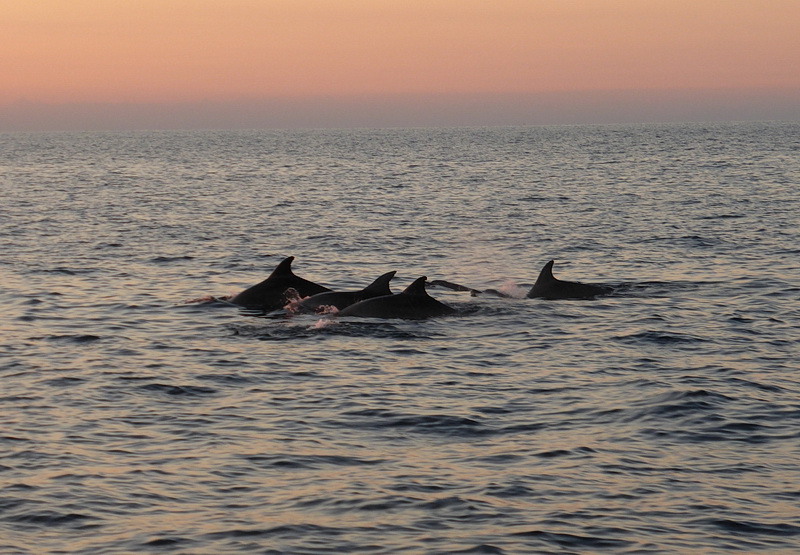 Kalender 2018 Delfintour bei Porec