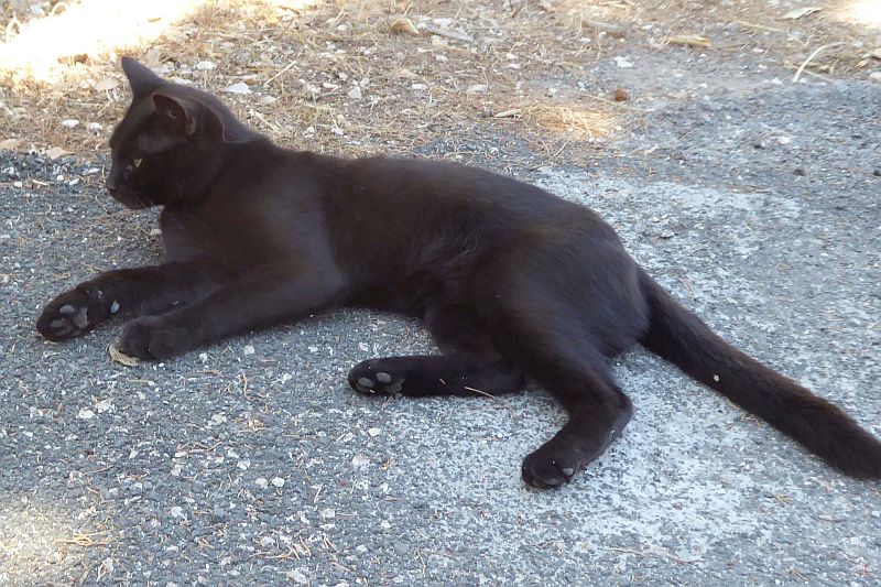 Dalmatien: DUGI OTOK > Zaglav > Katze mit Eidechse