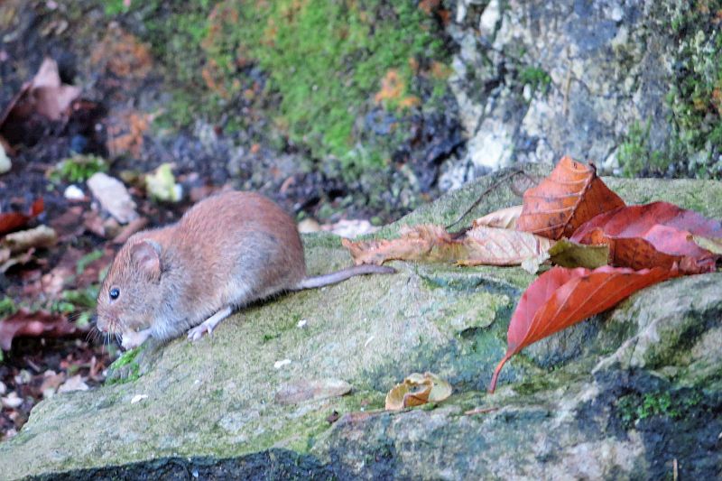 Landesinnere: PLITVICER SEEN > Maus