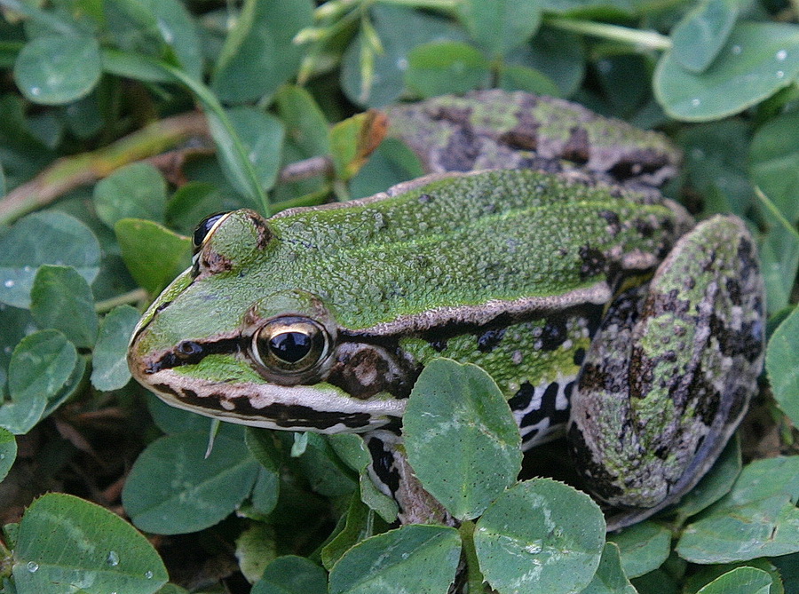 Landesinnere > SAVEAUEN > Frosch