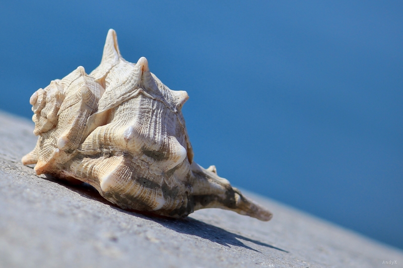 Dalmatien: GRADAC > Gehäuse Schnecke