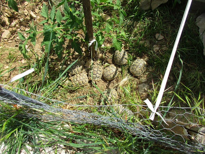 Dalmatien : KASTELA STAFILIC > Landschildkröten.