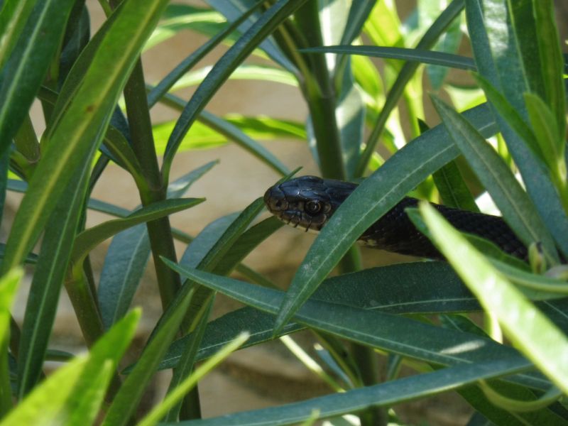 ISTRIEN - LIZNJAN Garten Zornnatter