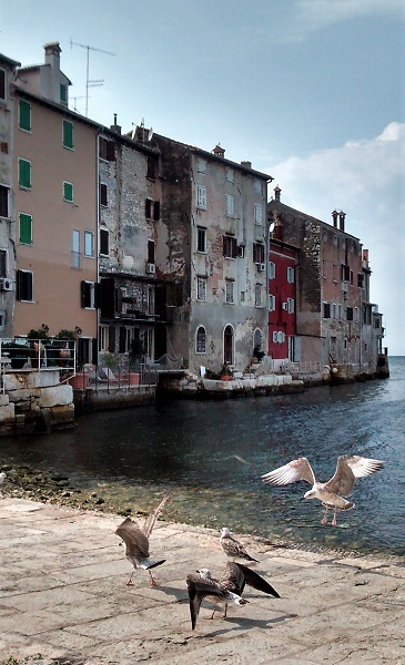 Isrtien: ROVINJ > Möwen