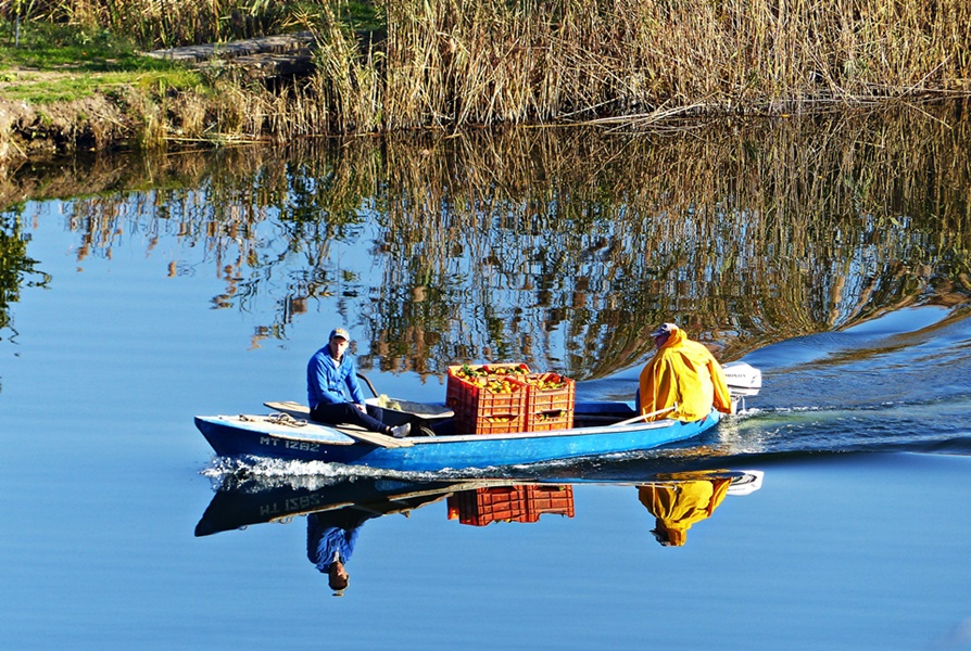 Dalmatien>Obsttransport auf der Neretva