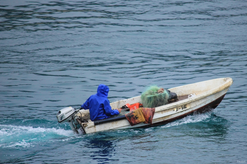 Dalmatien: MAKARSKA > Fischer