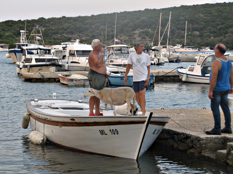 Kvarner Bucht:Insel Ilovik>Schaf fährt Boot!