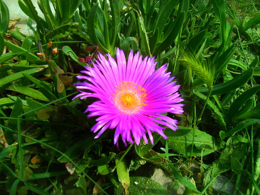 mittagsblume-1.jpg