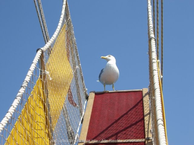 Möwe am Schiff