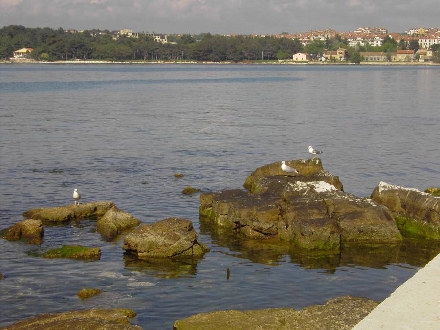 POREC > Uferpromenade > Seemöven ruhen sich in Porec aus