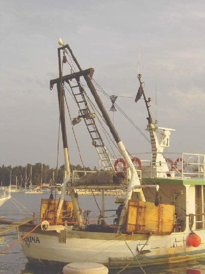 POREC > Hafen > Seemöve auf dem Boot