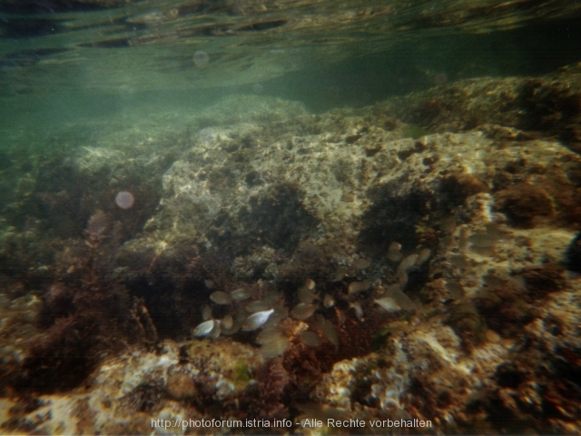 POREC > Zelena Laguna > Unterwasser-Landschaft