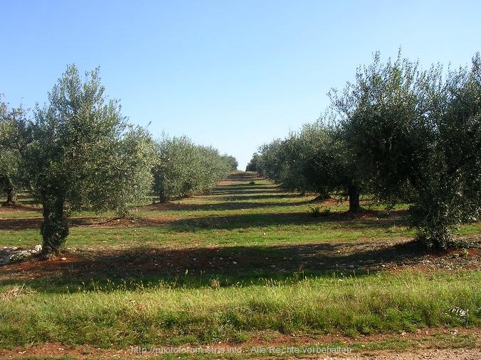 Olivenhein neben Dorf Červar