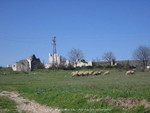 Schafherde in Vrana