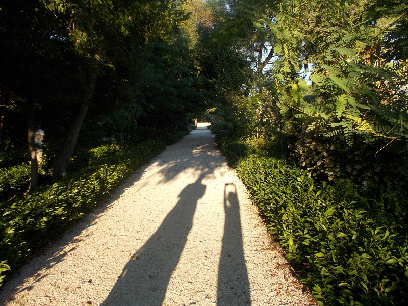 Shadows in the park