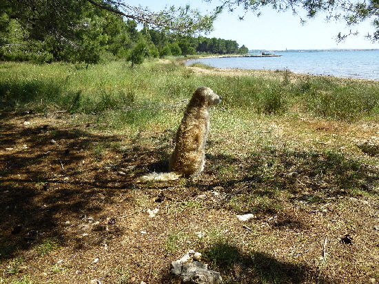 Wachhund in Vrsi