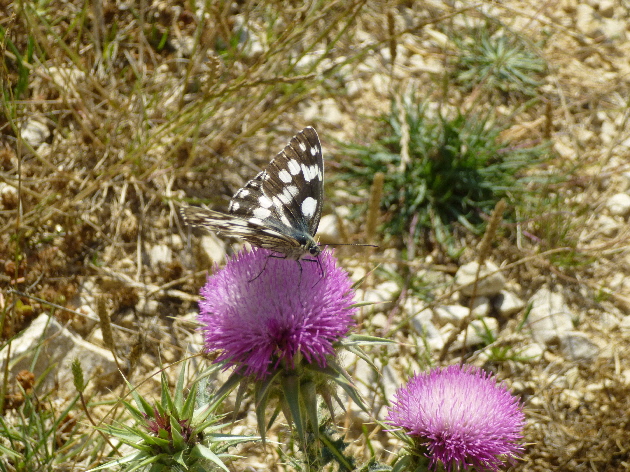 Flora und Fauna