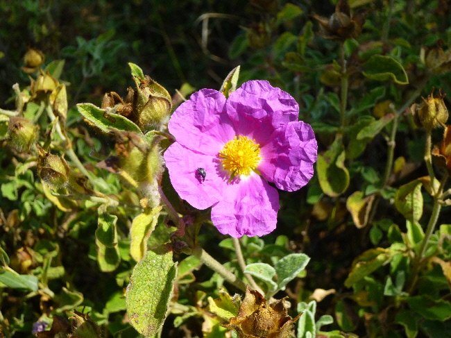 Flora in Dalmatien