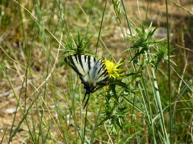 Flora und Fauna