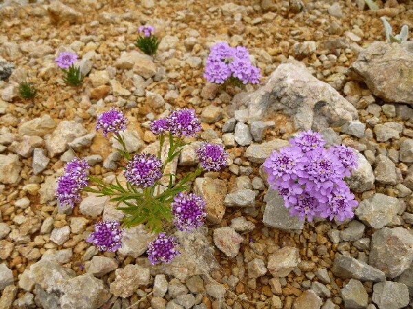 Flora in Dalmatien