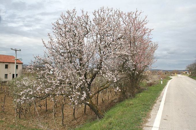 bei Benkovac