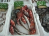 Fischhalle Porec