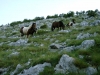 Biokovo Naturpark