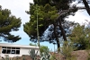 Kastel Stafilic>Eine blühende Agave Kastel Stafilic>Eine blühende Agave
