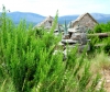 Velo Polje 04 4