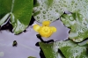 TRSTENO > Arboretum > Wasserblume