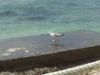 OREBIC > Möwe an der Küste OREBIC > Möwe an der Küste