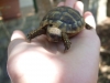 Besuch bei den Schildkröten auf dem Camping Mindel