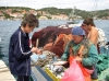 VELA LUKA > frischer Fisch