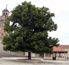 BLATO > Linden im Mai BLATO > Linden im Mai