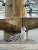 ROVINJ > Trg maršala Tita > Brunnen mit Möwe