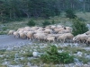 SENJ>Von Senj aus ins Gebirge>Schafherde SENJ>Von Senj aus ins Gebirge>Schafherde