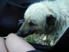 SENJ>Von Senj aus ins Gebirge>Hund SENJ>Von Senj aus ins Gebirge>Hund