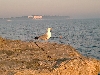 möwe am strand camp stoja juni 2003