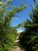 Susak>Wandern durch Bambus