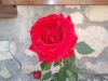 Ausflug Susak Rose