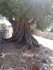 * Insel Pag: LUN > 1600 Jahre alte Olivenbäume