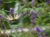 Immer wieder Schmetterling > Insel Cres