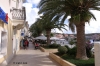 Phoenix canariensis Palmen an der Promenda von Cres (Stadt).