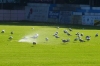 Mali Losinj > Stadion Cikat > 22 Möwen + Ersatzspieler machen Pause