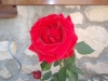 Rose auf Susak