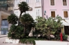 Mediterrane Anpflanzung > Promenade > Mali Losinj